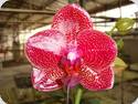Phal. Allura Mituo Sun Queen 3 AM/AOS